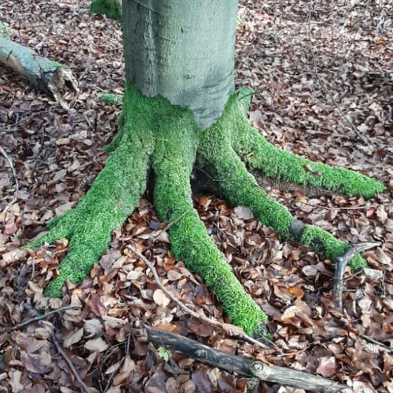Bemooste Wurzeln