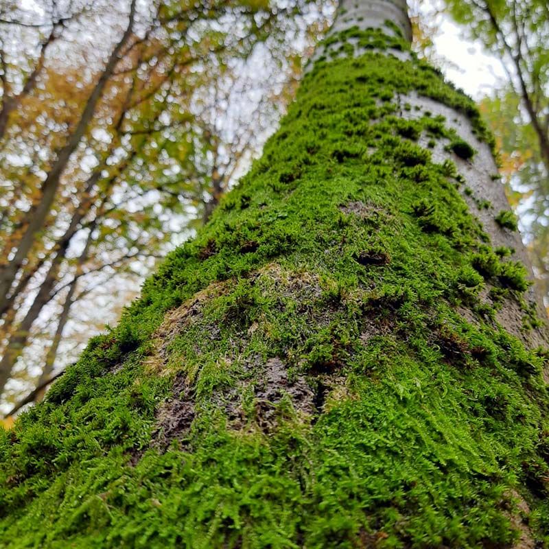 Moos am Stamm